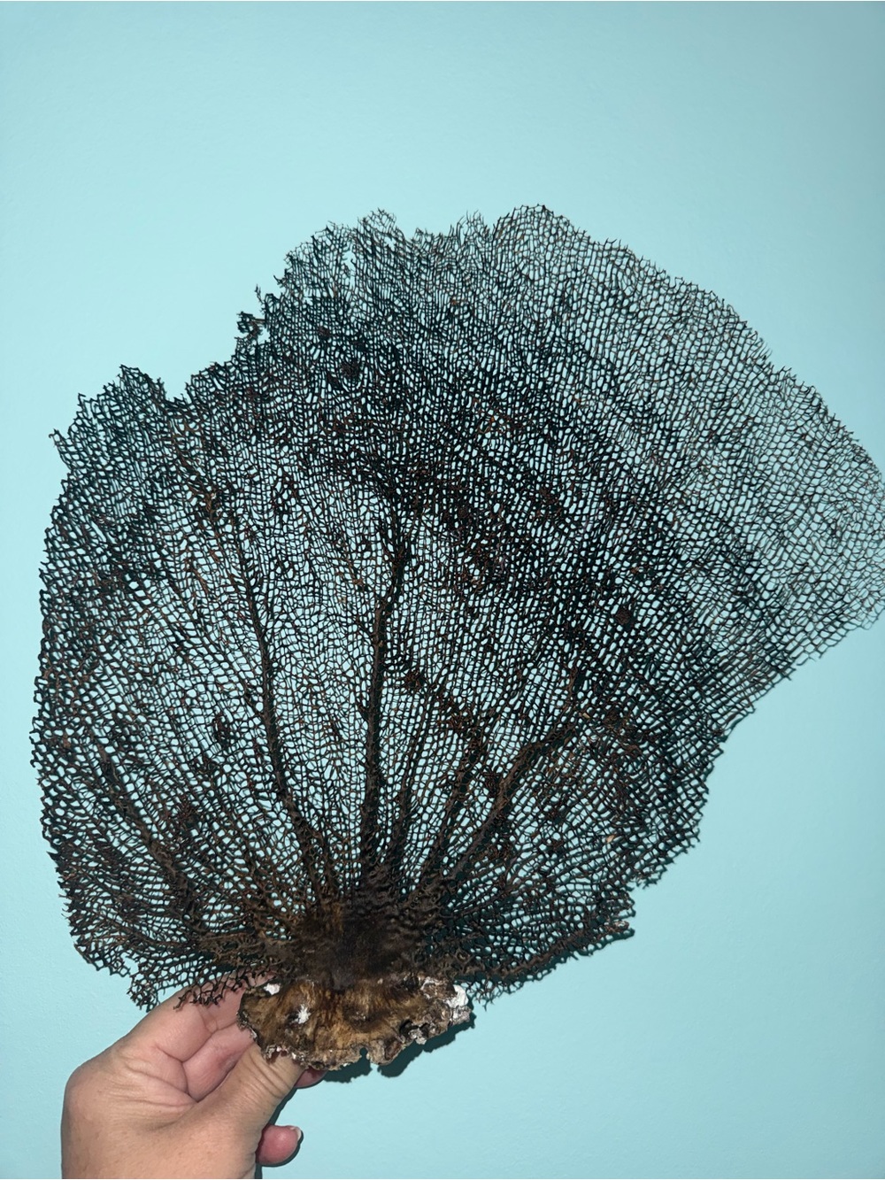 Natural Brown Copper Sea Fan Coral Wall Accent Nautical Coastal Decor
